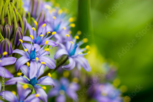 Portuguese Squill Beautiful peruvian lily  scilla peruviana  flower in spring garden. A purple bulbous plant in bloom against a green natural background. Macro flowers. Floral postcard space for text.