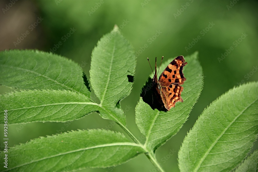 Selective focus of a Comma butterfly on a plant Selective focus of a Comma butterfly on a plant