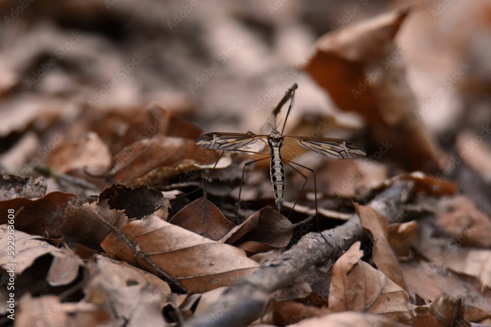 Selective focus of a dragonfly on dry leaves Selective focus of a dragonfly on dry leaves
