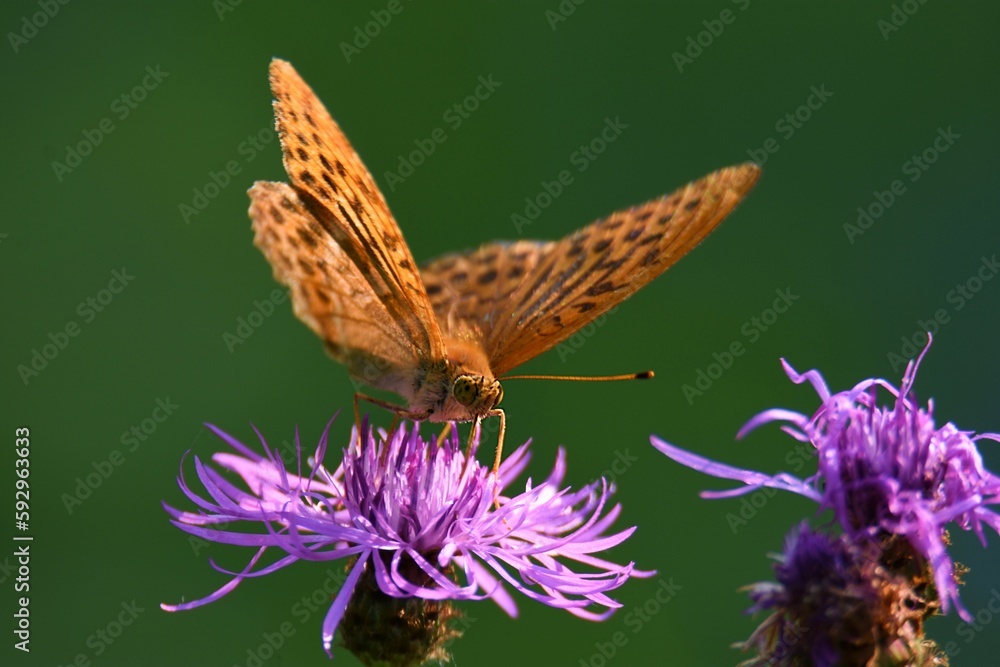 Selective focus of a Comma butterfly on wild flowers Selective focus of a Comma butterfly on wild flowers