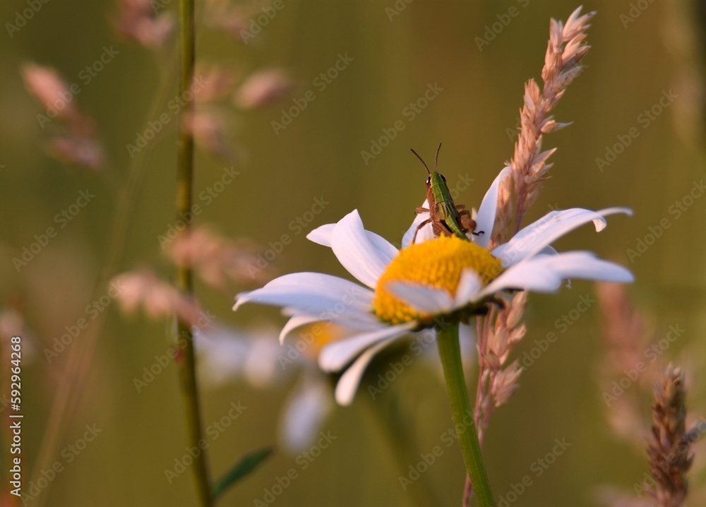 Selective focus of a grasshopper on a daisy flower Selective focus of a grasshopper on a daisy flower