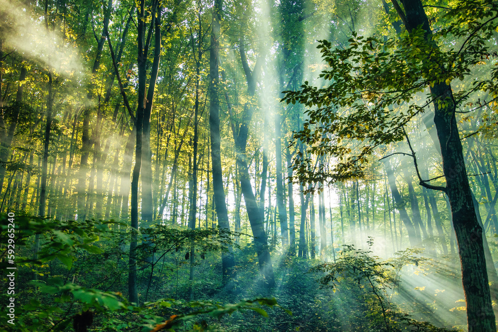 Serene autumn forest basked in morning sunbeams