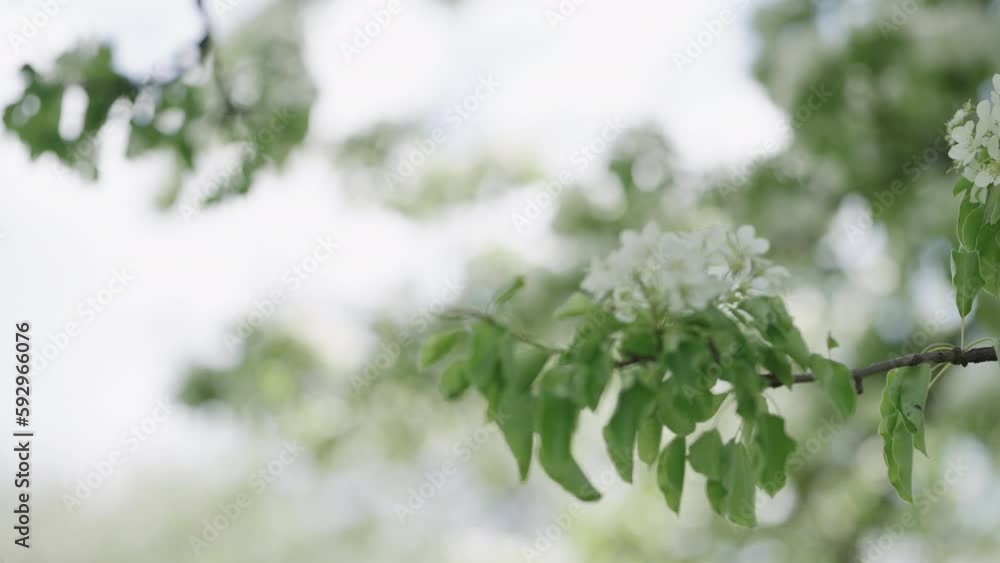 Pear tree with white flowers closeup Pear tree with white flowers closeup