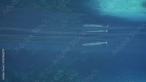 Slow motion, Needlefish swims under surface of water. Garfish floats reflecting in surface of blue water towards coral reef photo