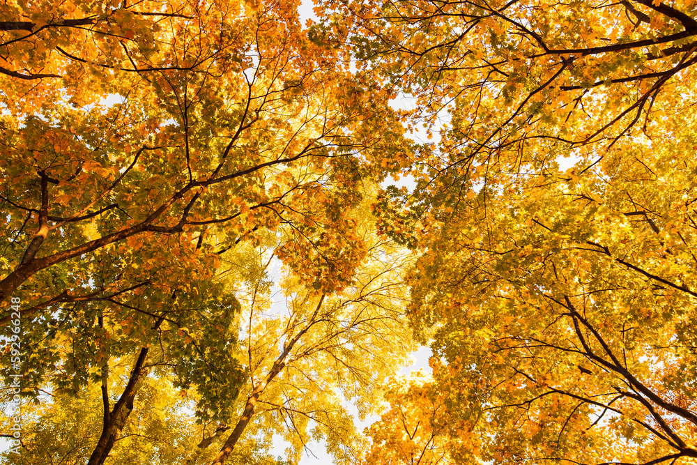 Autumn Canopy: Vibrant Colors of the Changing Seasons Autumn Canopy: Vibrant Colors of the Changing Seasons
