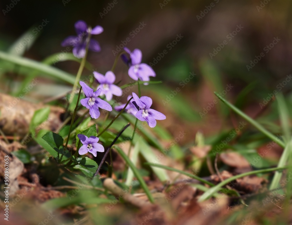 Closeup of growing purple Viola hirta flowers Closeup of growing purple Viola hirta flowers