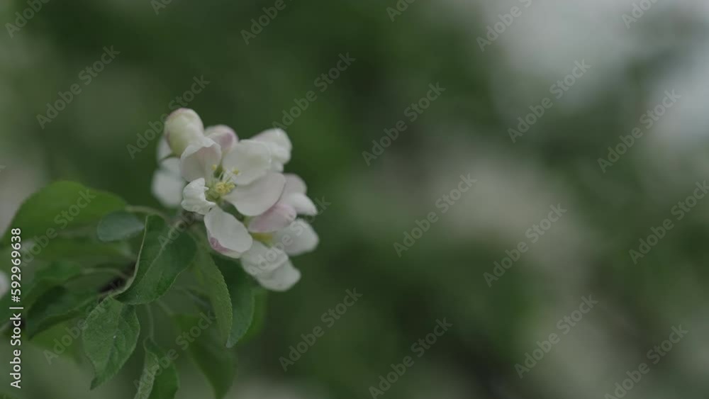 Spring tender apple flowers closeup shot