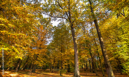 Captivating Autumn Colors: A Spectacular Display of Nature