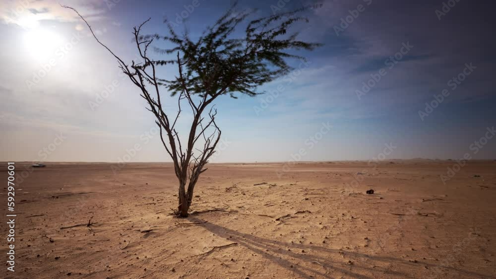 4K Time lapse of camels passing in the desert with lonely tree. 4K Time lapse of camels passing in the desert with lonely tree.