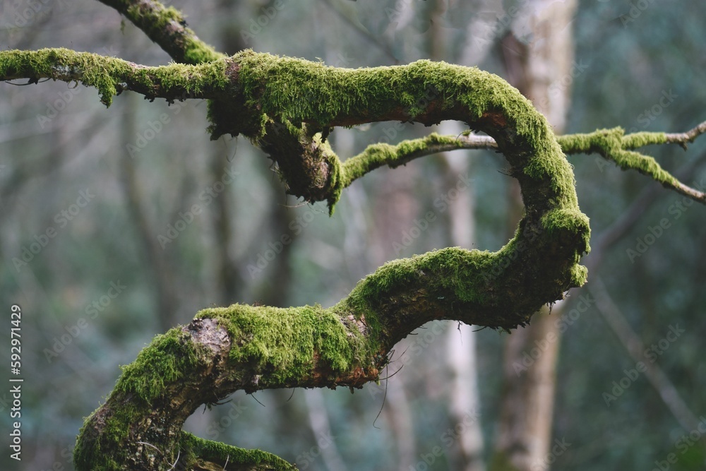 Closeup shot of moss covering the tree branch Closeup shot of moss covering the tree branch