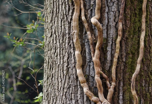 Closeup shot of small branches on the bark of the tree