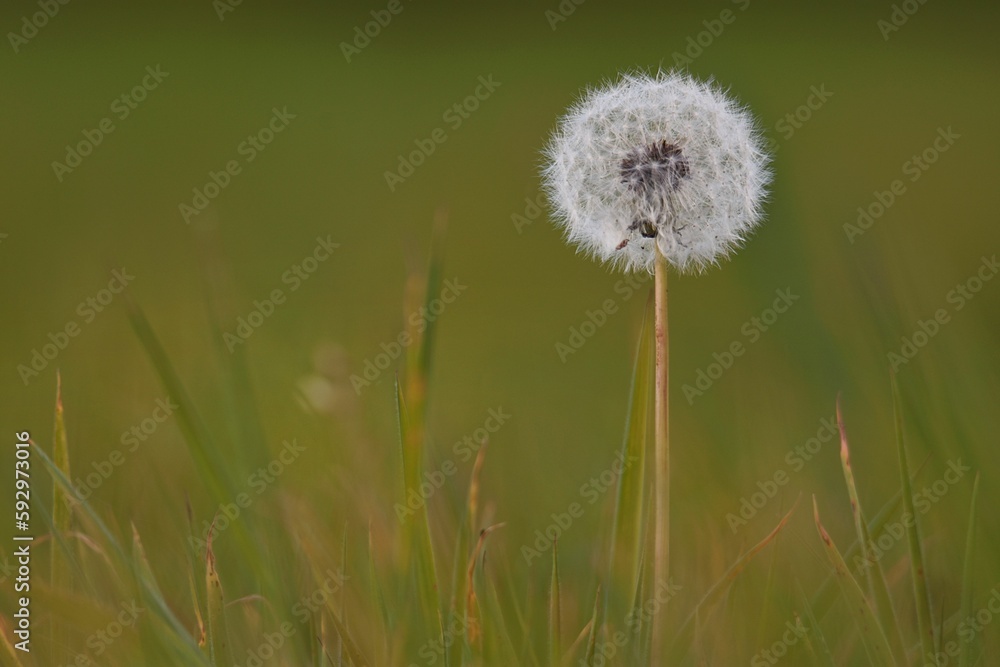 Closeup shot of a dandelion (Geranium pratense) in the field