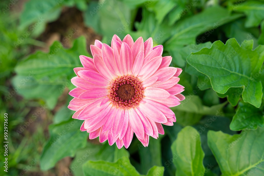 The Pink Gerbera flower with black center core The Pink Gerbera flower with black center core