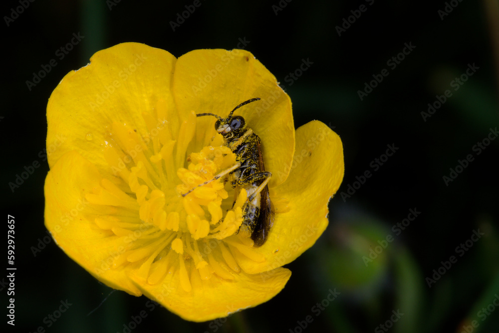 Tenthrède (Tenthredo frauenfeldii) s'abritant de la pluie sur une fleur de bouton d'or Tenthrède (Tenthredo frauenfeldii) s'abritant de la pluie sur une fleur de bouton d'or
