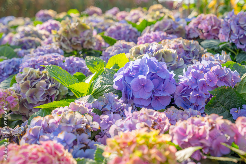 The Beautiful hydrangea flowers blooming in spring and summer in garden. The Beautiful hydrangea flowers blooming in spring and summer in garden.