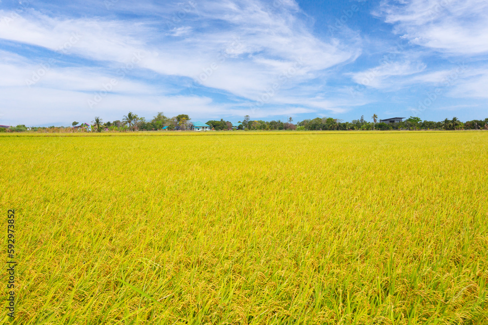 The Rice field and blue sky clouds background, Thailand.