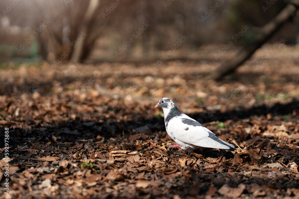 Beautiful, white pigeon walking on fallen yellow leaves in park among trees Beautiful, white pigeon walking on fallen yellow leaves in park among trees