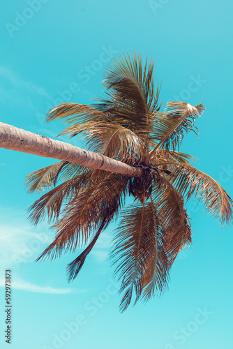 Tropical dream, exotic vacation mood. Beautiful palm tree shot from below in turquoise sky background. The perfect tropical day. Island life.