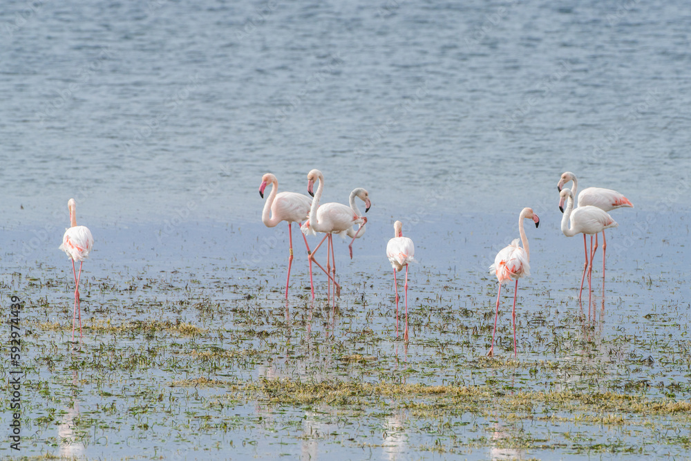 Flamingo on the island of Djerba - Tunisia