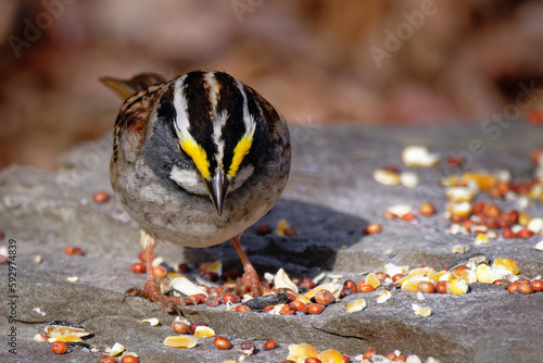 A White-throated Sparrow feeding on birdseed spread on a flat rock in our Garden.  