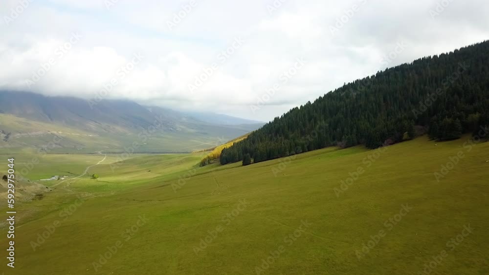 Aerial view of meadow with fir trees Aerial view of meadow with fir trees