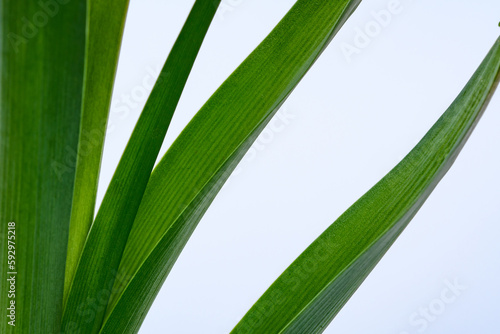 Zielone liście rozłożone na ukos na białym tle