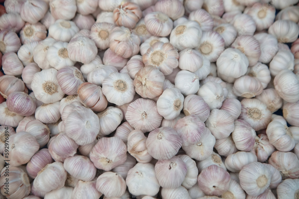 Texture or background of heaps of white garlic. Healthy food image, cooking ingredients image, top view of a pile of white garlic. Texture or background of heaps of white garlic. Healthy food image, cooking ingredients image, top view of a pile of white garlic.