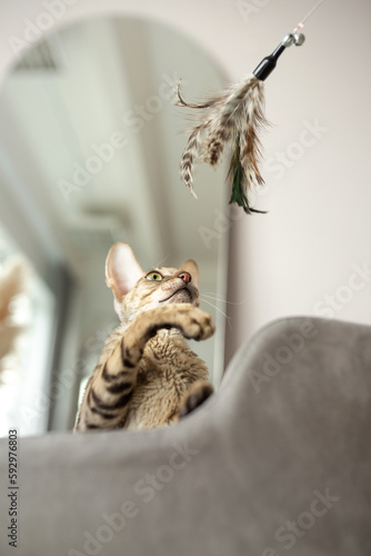 Fototapeta Naklejka Na Ścianę i Meble -  young cornish rex kitten play with fluff on armchair in cozy home 