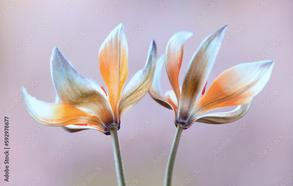 Fototapeta premium Wiosenne kwiaty - Tulipany botaniczne Tarda