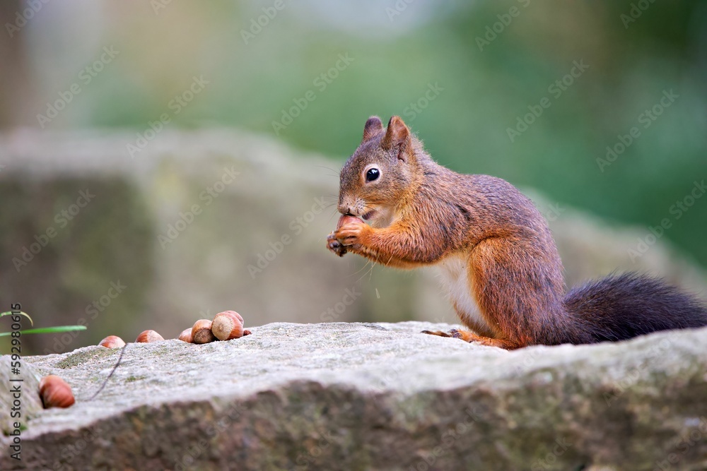 Closeup shot of a Red squirrel eating on a rock in a forest on a sunny day Closeup shot of a Red squirrel eating on a rock in a forest on a sunny day