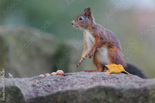 Closeup shot of a Red squirrel on a rock in a forest with nuts next to it