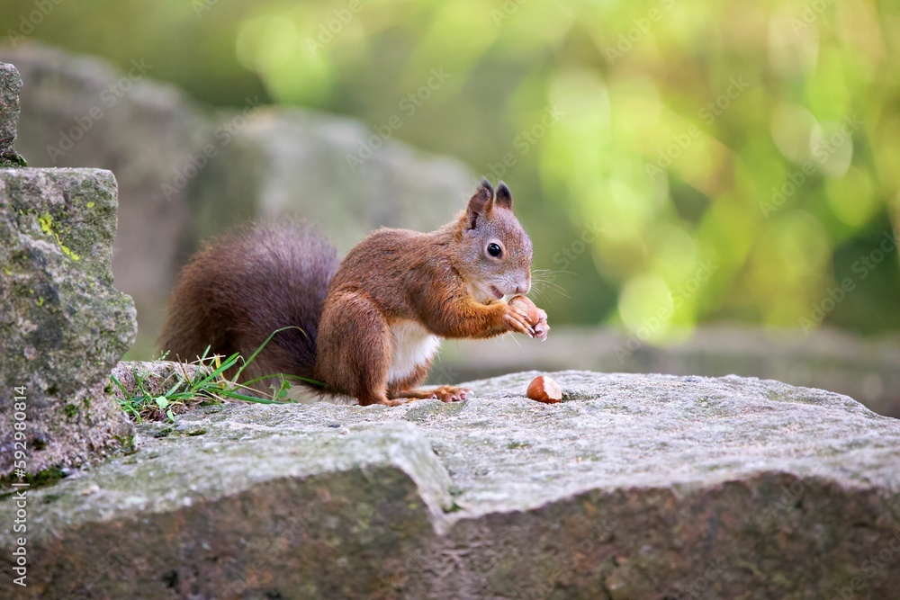 Closeup shot of a Red squirrel eating on a rock in a forest on a sunny day Closeup shot of a Red squirrel eating on a rock in a forest on a sunny day