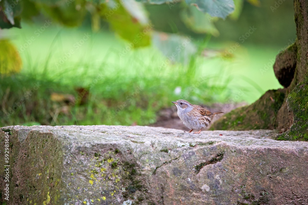 Closeup shot of a Dunnock bird on a rock in a forest with green leaves in the background Closeup shot of a Dunnock bird on a rock in a forest with green leaves in the background