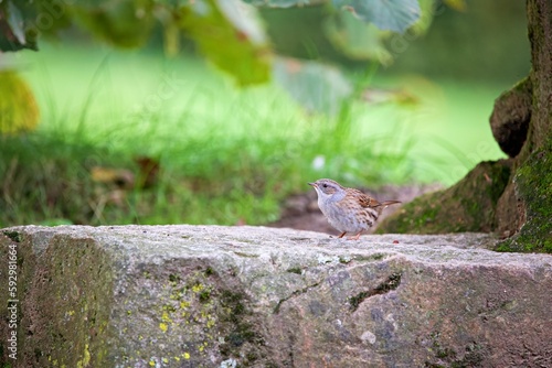 Closeup shot of a Dunnock bird on a rock in a forest with green leaves in the background
