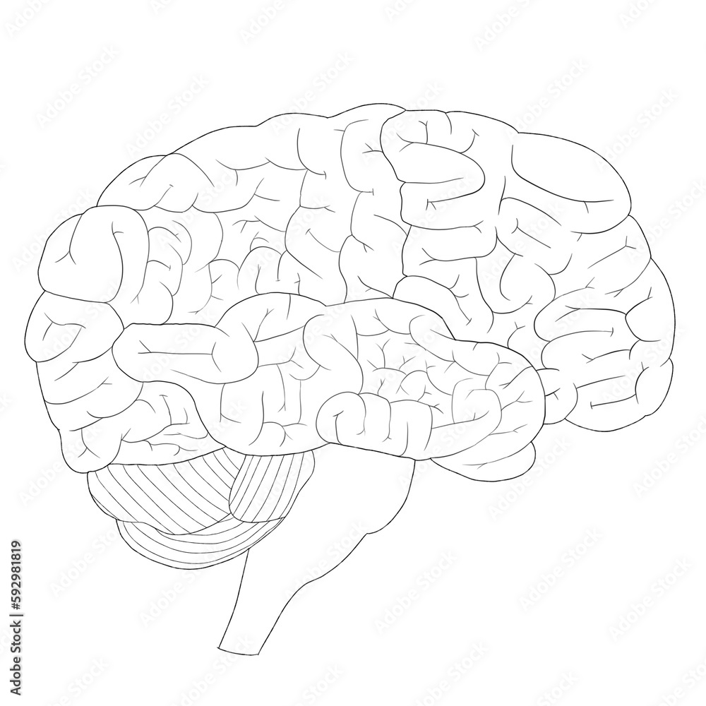 Human brain anatomy diagram clipart PNG Human brain anatomy diagram clipart PNG