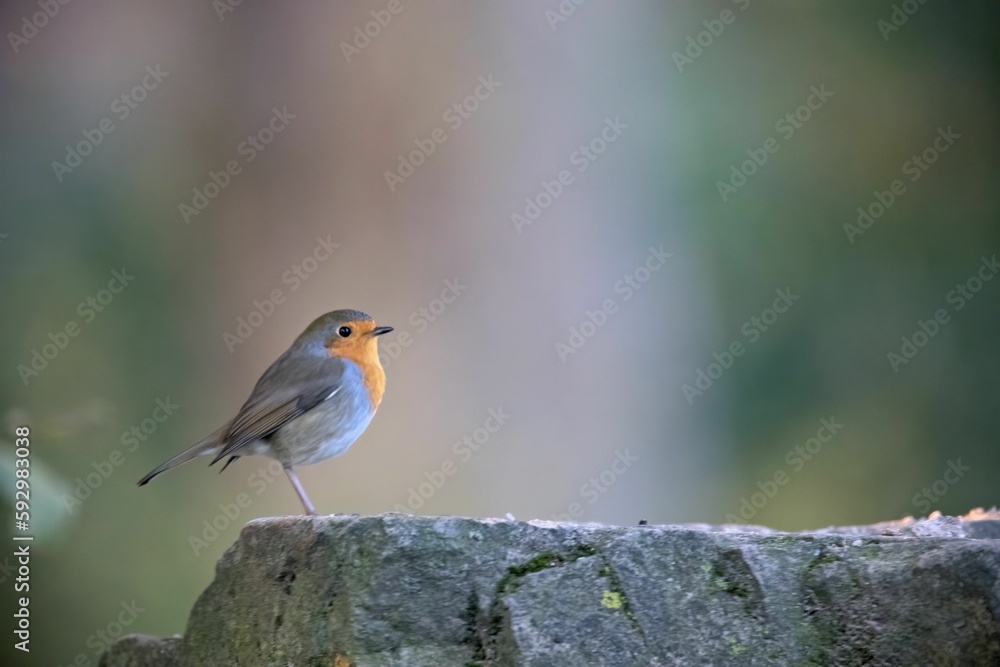 Little European robin perching on rock Little European robin perching on rock