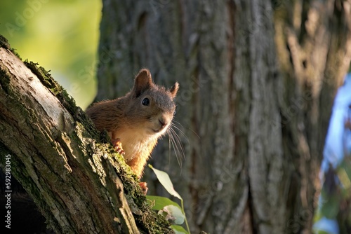 Brown squirrel perching on tree trunk © Andreas Furil/Wirestock Creators