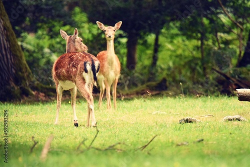 Closeup shot of two European fallow deers on a grass field on a sunny day