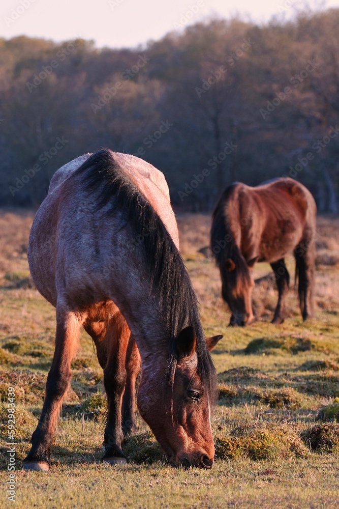 Vertical closeup shot of two brown horses grazing on a grass field in a forest Vertical closeup shot of two brown horses grazing on a grass field in a forest