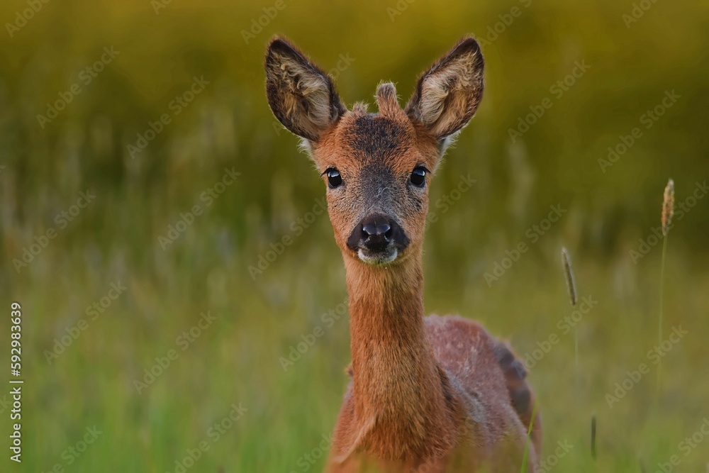Brown Capreolus standing in greenery field Brown Capreolus standing in greenery field