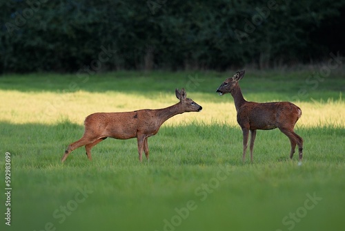 Beautiful deers in nature during the daytime