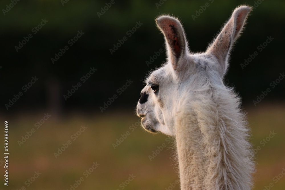 Obraz premium Selective focus of a lama in a field