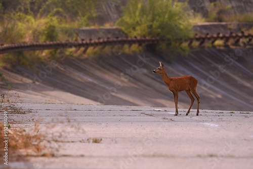 Fototapeta Naklejka Na Ścianę i Meble -  Selective focus of a young deer