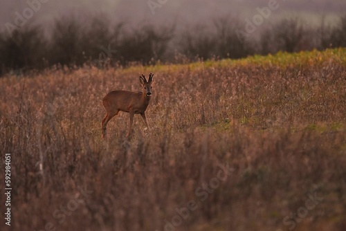Fototapeta Naklejka Na Ścianę i Meble -  Young deer in a field