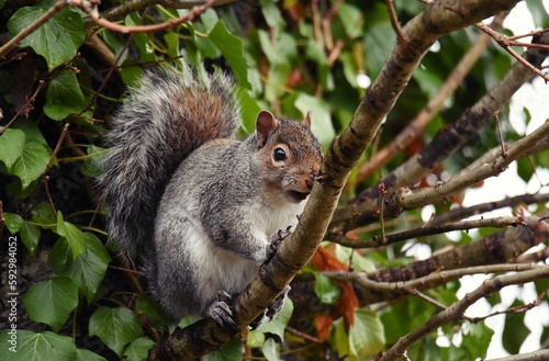 Cute squirrel on a tree