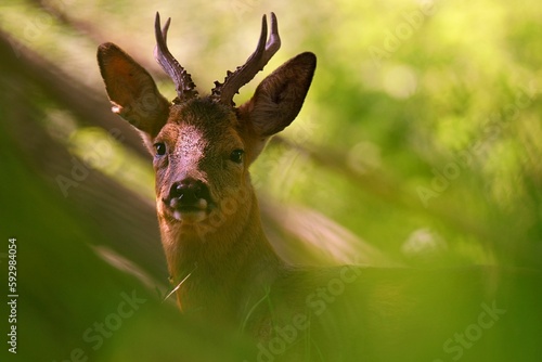 Fototapeta Naklejka Na Ścianę i Meble -  Selective focus of a deer