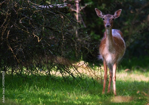 Fototapeta Naklejka Na Ścianę i Meble -  Young deer in a field