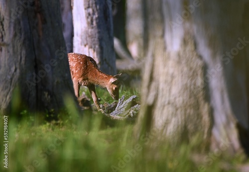 Fototapeta Naklejka Na Ścianę i Meble -  Young deer in a forest