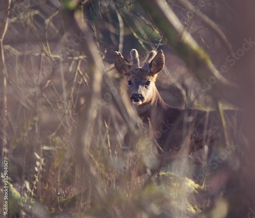 Fototapeta Naklejka Na Ścianę i Meble -  Young deer in wilderness