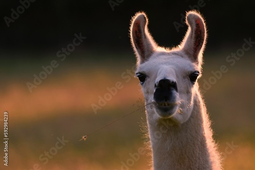 Closeup of guanaco head in blurred background